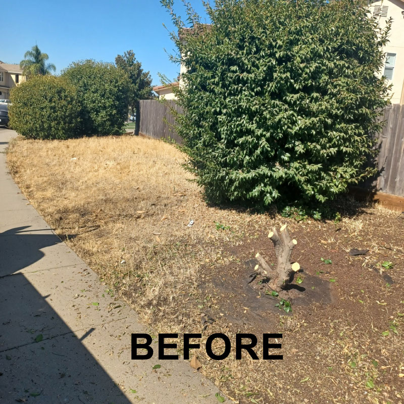 Before Cleanup