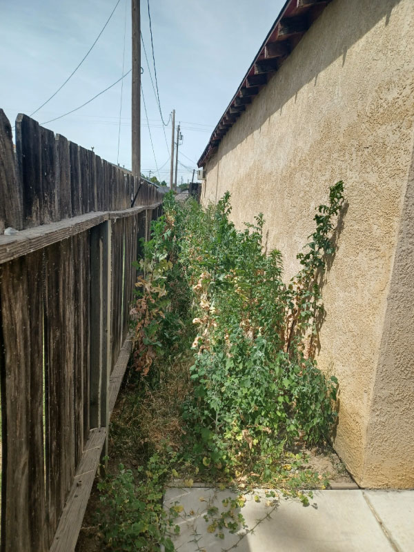 Affordable Cleanup - Landscape photo before