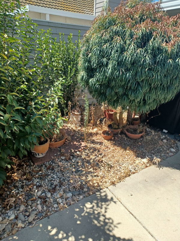 Affordable Cleanup - Landscape photo before