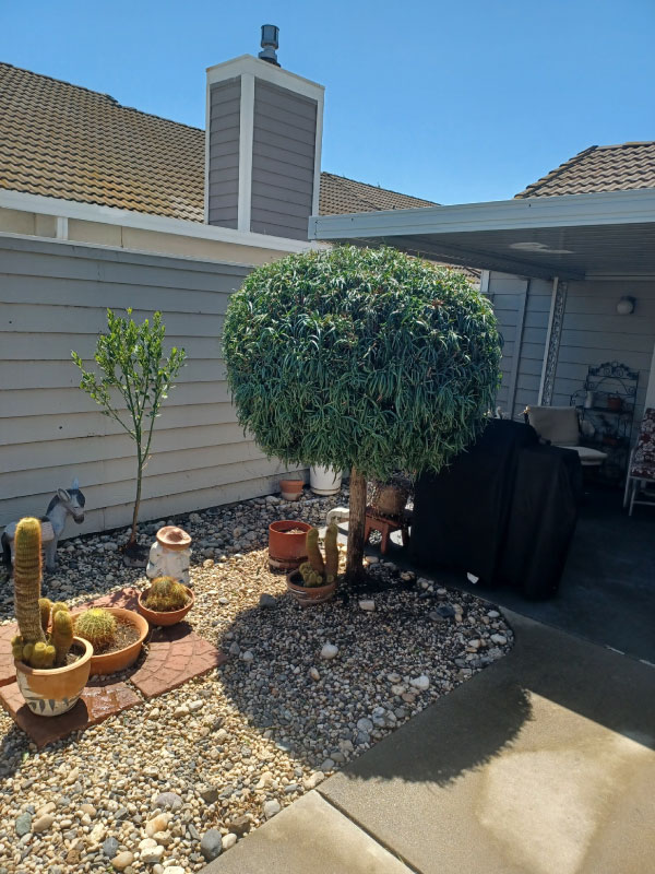 Affordable Cleanup - Landscape photo after